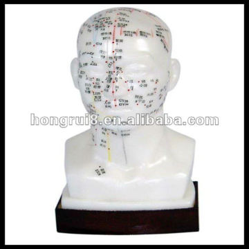 ISO Head acupuncture model 20CM, PVC acupuncture model